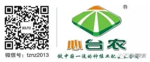 果實接近成熟，警惕柑橘表面各種油胞病